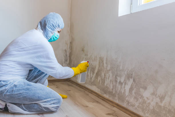 Licensed Basement Mold Removal service in Drewryville, VA - WQB Mold Removal