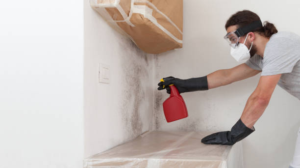 Professional Basement Mold Removal technician working in Drewryville, VA