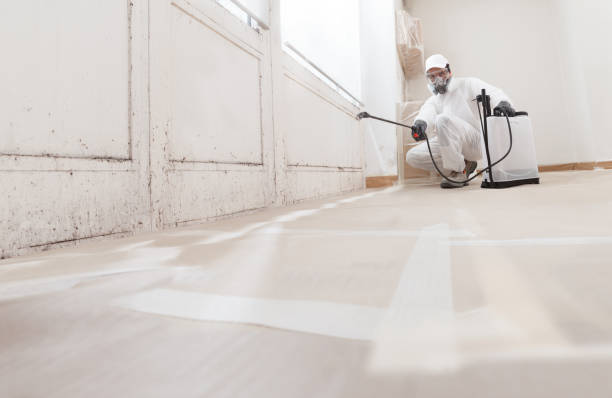 24/7 Emergency Basement Mold Removal experts in Drewryville, VA