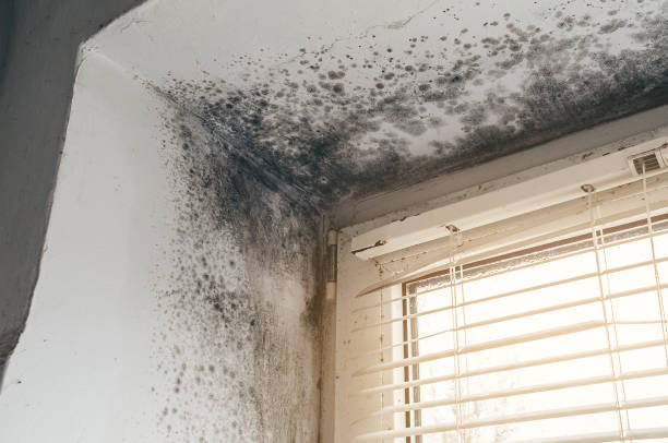 Affordable Basement Mold Removal solutions in Drewryville, VA