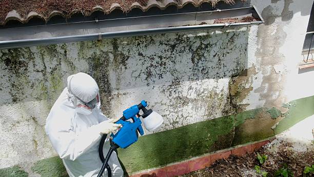 Top rated local Basement Mold Removal specialists in Drewryville, VA